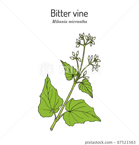Bitter vine, or american rope Mikania micrantha , medicinal plant 87521563