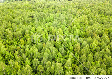Aerial view of green pine forest with canopies of spruce trees in summer mountains. 87522076
