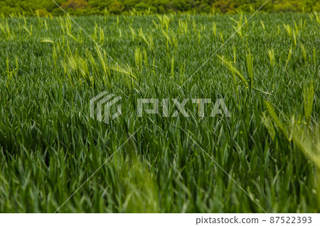 spikelets of green rye grow in the field of the farm in summer 87522393