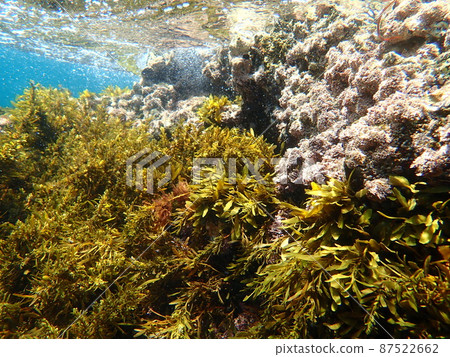A group of seaweeds, Sargassum fulvelus, swaying in the waves in the sea 10 A group of seaweeds, Sargassum fulvelus, swaying in the waves in the sea 10 87522662