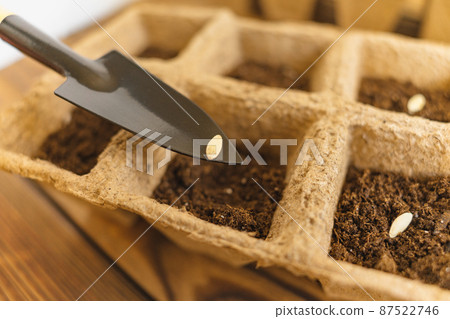 Planting cucumber seeds into peat pot on table. Tools for home gardening. Shallow depth of field. Planting cucumber seeds into peat pot on table. Tools for home gardening. Shallow depth of field. 87522746