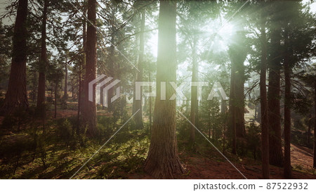 giant sequoias in the giant forest grove in the Sequoia National Park giant sequoias in the giant forest grove in the Sequoia National Park 87522932
