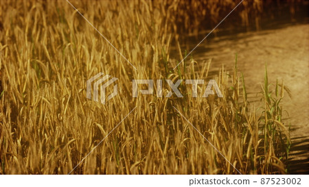 the field of ripe rye at sunset 87523002