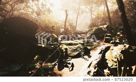 High Humidity In Jungle Rainforest in foggy day Timelapse 87523020