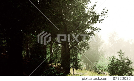 sun is shining through the trees in a young forest timelapse 87523023