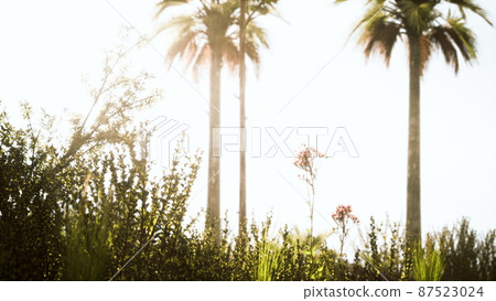 tropical palms and grass at sunny day 87523024