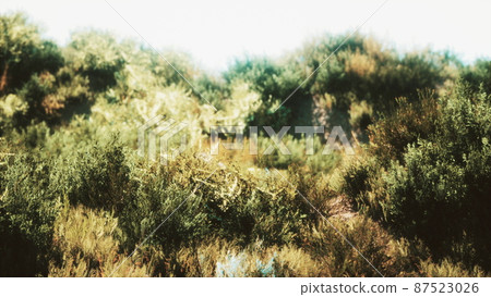 dried grass tufts on moorland 87523026