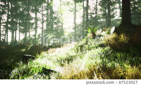 trees with shadows in forest against of sunshine 87523027
