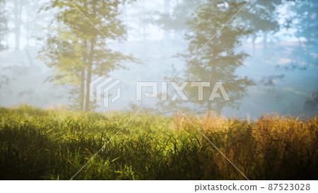 trees with shadows in forest against of sunshine trees with shadows in forest against of sunshine 87523028