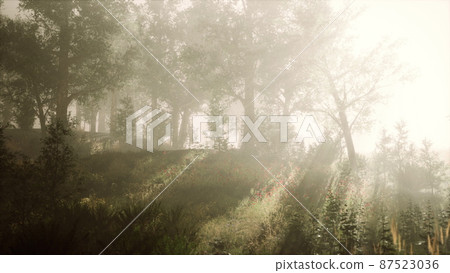 summer fog in the forest 87523036