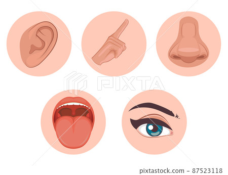 five senses icon, flat design with name, sight, hear, smell, taste, touch five senses icon, flat design with name, sight, hear, smell, taste, touch 87523118