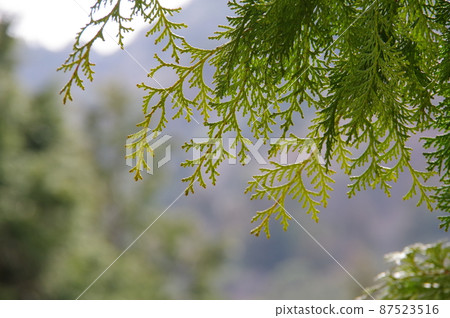 Japanese cypress leaves (cypress pollen image) 87523516
