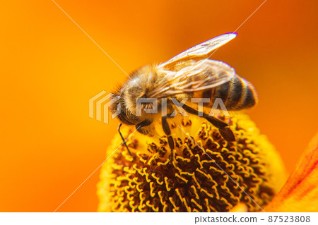Honey bee covered with yellow pollen drink nectar, pollinating flower. Inspirational natural floral spring or summer blooming garden background. Life of insects. Extreme macro close up selective focus 87523808
