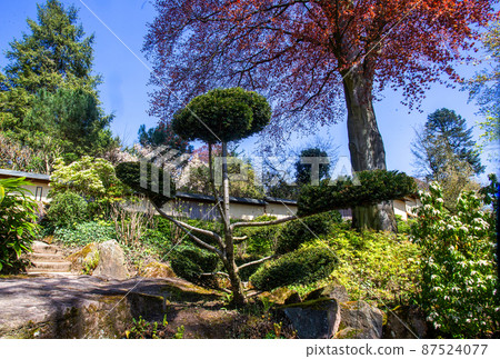 Amazing topiary Yew berry in the Japanese garden in Kaiserslautern 87524077