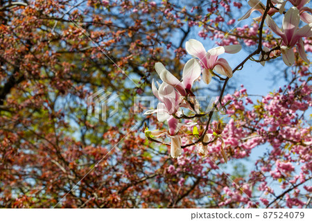Fanatstic spring view on Magnolia   flowers  ( blossoms)   in Kaiserslautern  in  Japanese garden in late April 87524079
