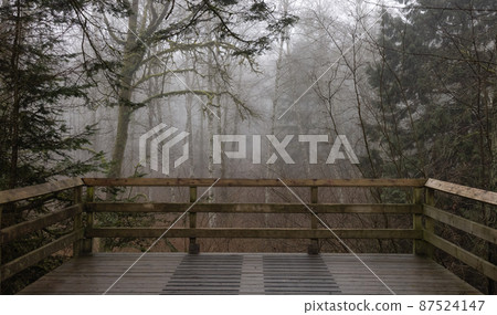 Path in the Canadian rain forest with green trees. 87524147