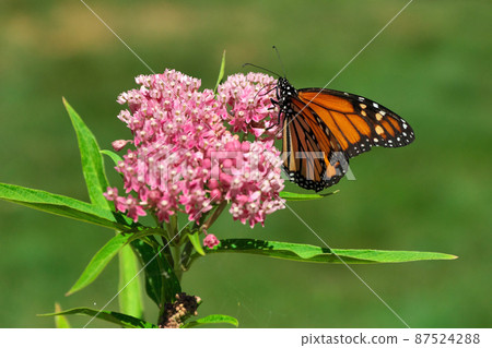Close up of Monarch Butterfly Spreading its Wings on a Pink Swamp Milkweed Flower Close up of Monarch Butterfly Spreading its Wings on a Pink Swamp Milkweed Flower 87524288