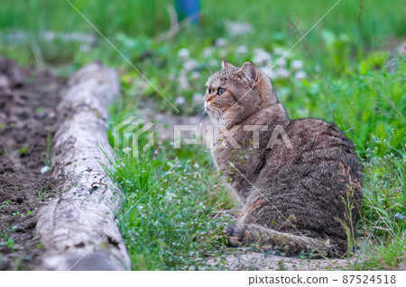 A beautiful cat walks by itself in the garden in nature. Profile View A beautiful cat walks by itself in the garden in nature. Profile View 87524518