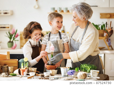 Granny and children transplanting flowers at home 87524730