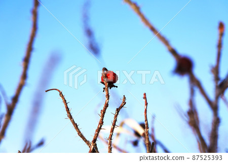 能抵禦北海道冬季寒冷的濱名水果 能抵禦北海道冬季寒冷的濱名水果 87525393