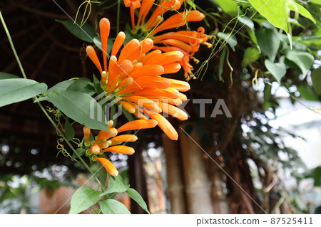 Landscape with buds of orange pyrostegia Landscape with buds of orange pyrostegia 87525411