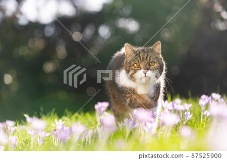cat walking on flowering meadow outdoors in springtime cat walking on flowering meadow outdoors in springtime 87525900
