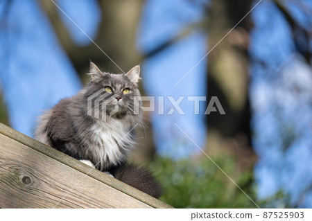 cat outdoors sitting on rooftop of wooden shed observing territory cat outdoors sitting on rooftop of wooden shed observing territory 87525903