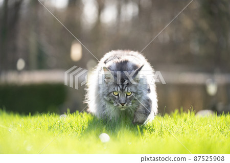 silver tabby maine coon cat walking towards camera on green grass in sunlight silver tabby maine coon cat walking towards camera on green grass in sunlight 87525908