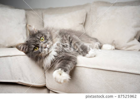 cute gray white cat lying on side resting on couch looking at camera 87525962