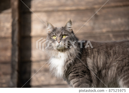 gray longhair cat outdoors in sunlight with wooden wall in the background 87525975