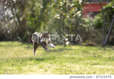 happy cat jumping through the garden on a sunny day 87525979