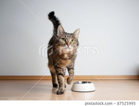 hungry tabby cat next to empty feeding bowl waiting for pet food 87525995