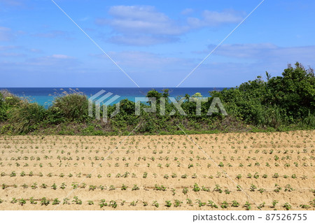 Okinawa Iheya, a field with a superb view 87526755