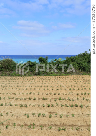 Okinawa Iheya, a field with a superb view 87526756