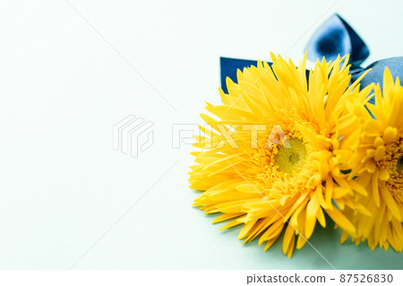 黃色非洲菊花卉背景素材 黃色非洲菊花卉背景素材 87526830