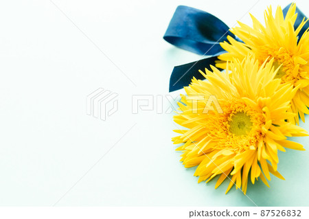 黃色非洲菊花卉背景素材 87526832