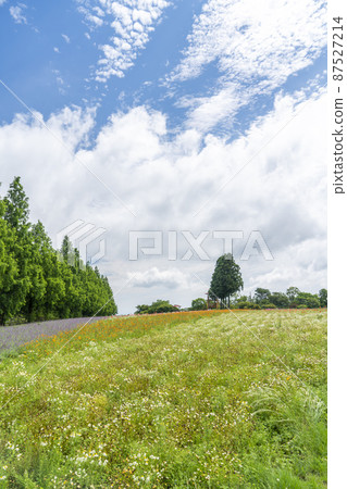 Flower garden of the plateau 87527214