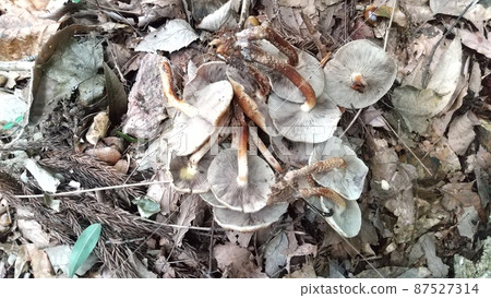 Kuritake edible mushroom Kuritake edible mushroom 87527314