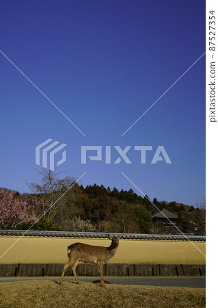 Deer in Nara Park Deer in Nara Park 87527354