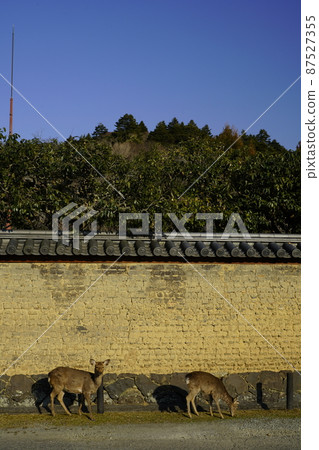 Deer in Nara Park Deer in Nara Park 87527355