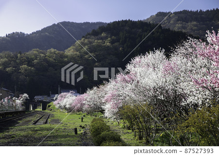 [Fukui Prefecture, Kadohara Station, April] Flower peaches in full bloom and magnificent mountains seen from near the railroad tracks 87527393