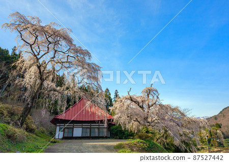 垂枝櫻花和安陽寺 垂枝櫻花和安陽寺 87527442
