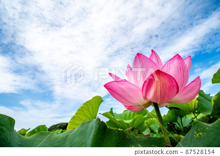 蓮花夏天形象 蓮花夏天形象 87528154