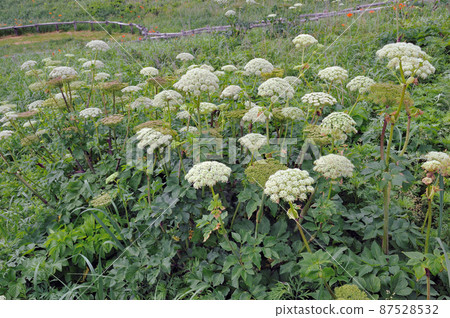 Angelica lucida (Koshimizu Town, Hokkaido) 87528532