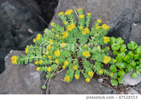Rhodiola rosea (Shiretoko, Hokkaido) 87528553