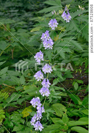 Aconite with many flowers (Sounkyo, Hokkaido) Aconite with many flowers (Sounkyo, Hokkaido) 87528608