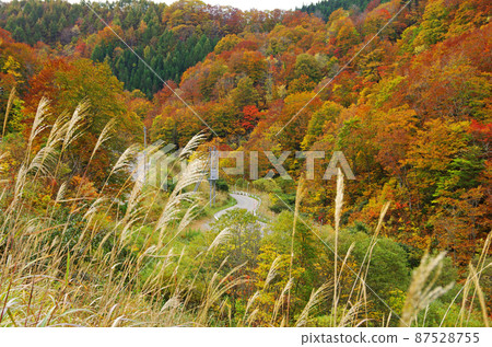 沿著會津西街道的明亮的秋葉 87528755