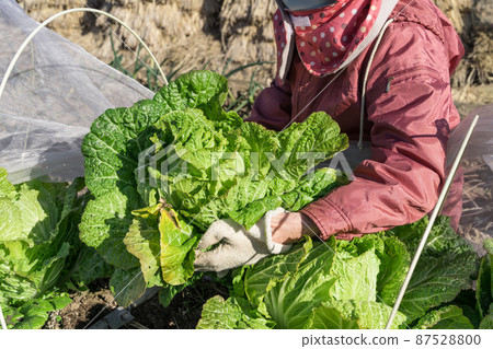 Senior woman harvesting Chinese cabbage 87528800