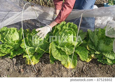 Senior woman harvesting Chinese cabbage 87528802