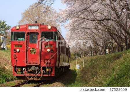 A row of cherry blossom trees and a sightseeing train "Isaburo Shinpei" 87528999